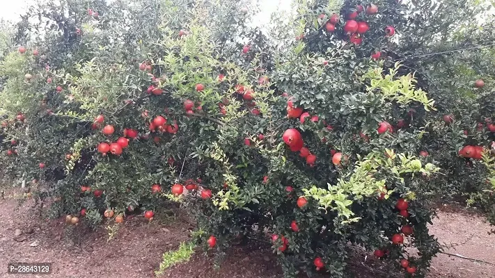 Platone Pomegranate Plant Gardens Pomegranate(Anar) Red Bhagwa Anar Healthy Live plant 1 Healthy Live Plant With Plastic Bag-thumb0