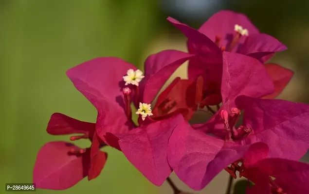 Platone Bougainvillea Plant KAGAZI-01-thumb2