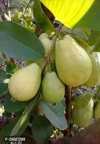 Platone Guava Plant Hybrid guava plant2-thumb3