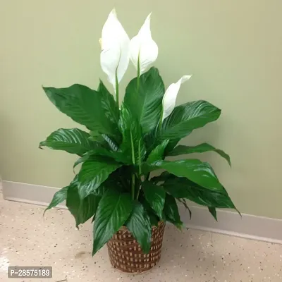 Platone Peace Lily Plant RSP_866-thumb0