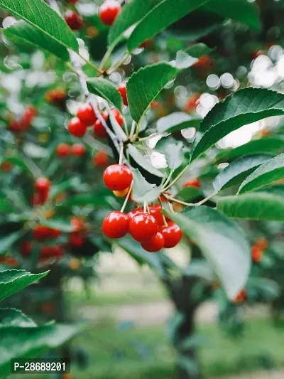 Platone Cherry Fruit Plant HERRY91-thumb0