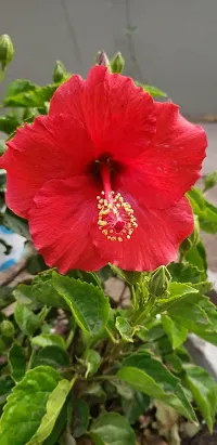 Platone Hibiscus Plant ht red hibiscus plant 5-thumb1