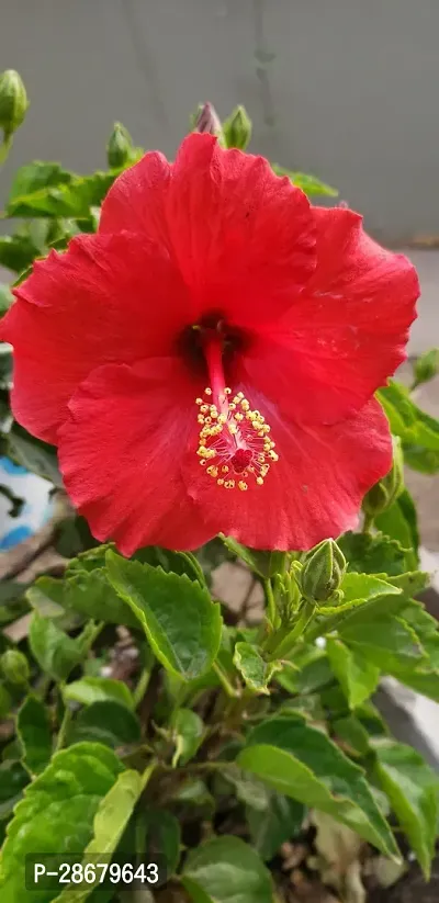 Platone Hibiscus Plant ht red hibiscus plant 5-thumb2