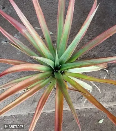 Platone Pine Apple Plant pineapple