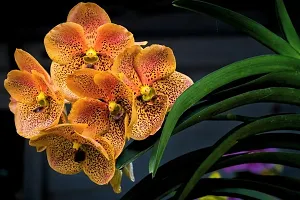 Platone Lily Plant Vanda Orchid Flower Plant-thumb2