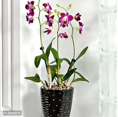 Platone Lily Plant ORCHID PLANT-thumb2