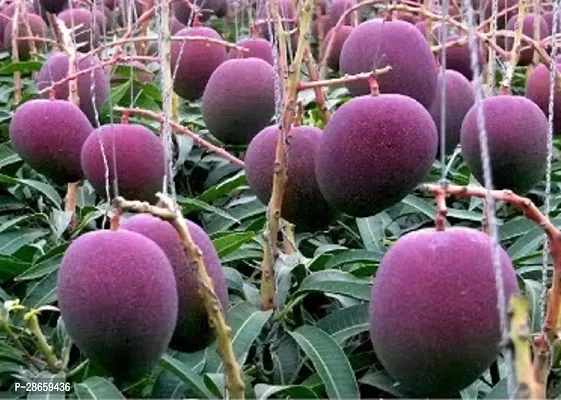 Platone Mango Plant Thai Jumbo 2 Times Grafted Mango Plant-thumb0