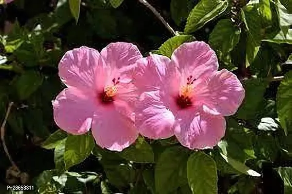 Platone Hibiscus Plant HIBISCUS PLANT TTR