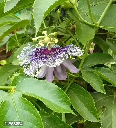 Platone Passion Plant passionfruit119