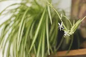 Platone Spider Plant SPIDER PLANT C54-thumb1