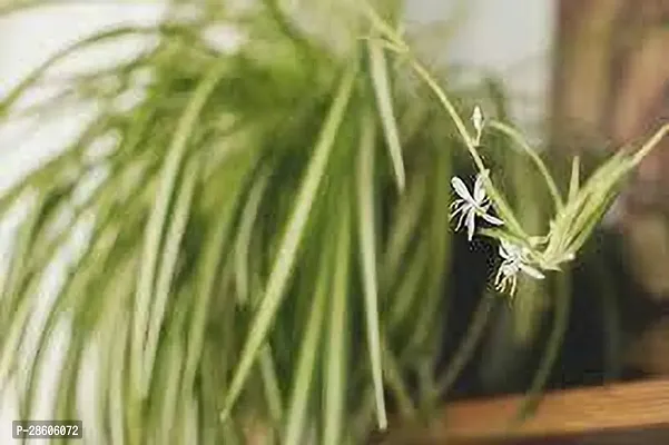 Platone Spider Plant SPIDER PLANT C54-thumb2