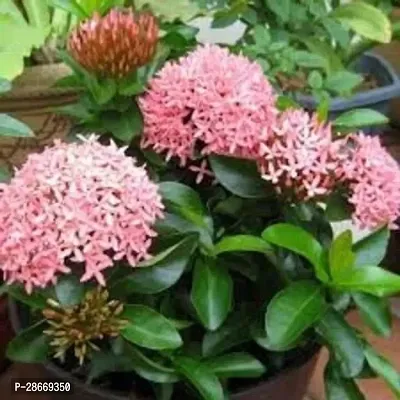 Platone Ixora Singaporensis Dark Pink Flowering Plant IXORA PLANT-thumb0