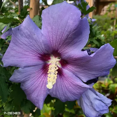 Platone Hibiscus Plant Hibiscus Blue Live Flower Plant Disha-900119-thumb0