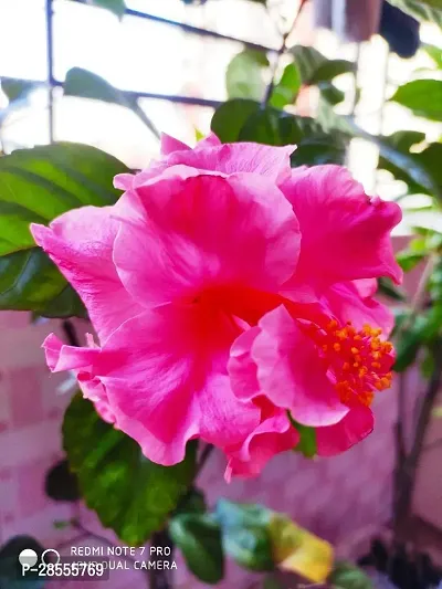 Platone Hibiscus Plant PINK HIBISCUS CHILD PLANT