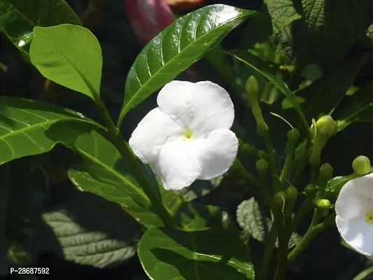 Platone Jasmine Plant Crape Jasmine-thumb0