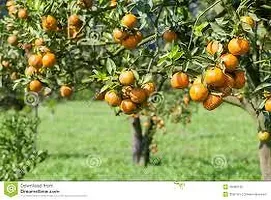 Platone Orange Plant ORANGE PLANT WSE-thumb1