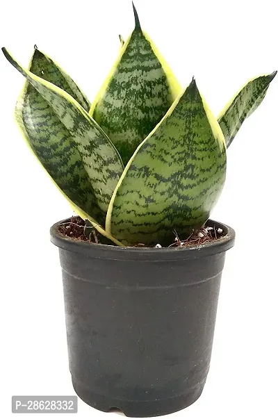 Platone Snake Plant Snake Plant-thumb0