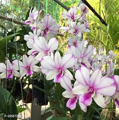 Platone Lily Plant orchid98