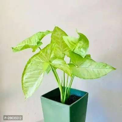 Platone Syngonium Plant Syngonium Plant-thumb0