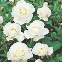 Platone Rose Plant rose live plant 08-thumb1