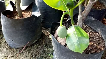 Platone Jackfruit Plant Premium Natural Organic Grafted Thai All Time Jackfruit Live Plant (Hybrid) (Color: Green)-thumb2