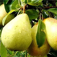 Platone Pear Plant NaspatiNashpati Pear TastyHealthy Fruit LivePlant-thumb1