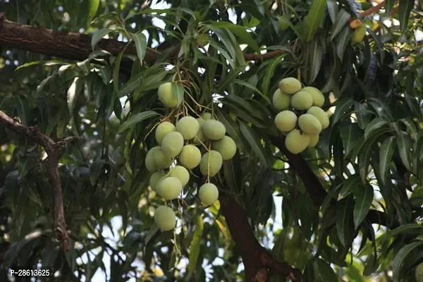 Platone Mango Plant Mango Plant040