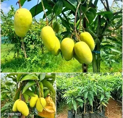 Platone Lemon Plant Thai Catimon Mango Hybrid 1 Healthy Live Plant (Grafted Plant, 2-3 Feet Height)-thumb0