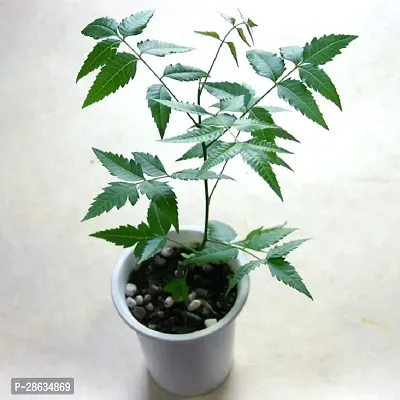 Platone Neem Plant Neem Live Plant-Best Natural Sources to get rid off Germs. CF02