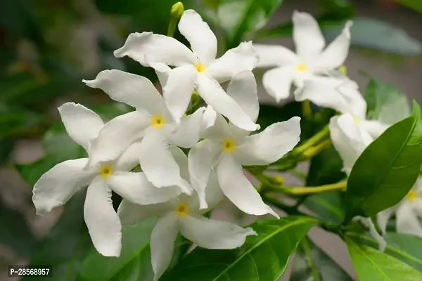 Platone Jasmine Plant GRAFTED JASMINE-thumb0