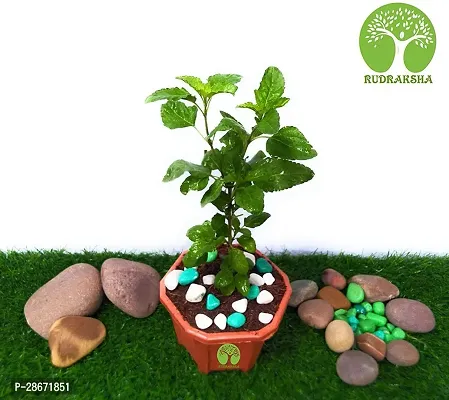 Platone Tulsi Plant GFGH138-thumb0