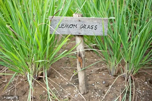 Platone Lemon Grass Plant Lemon Grass Plant 0.0986t0