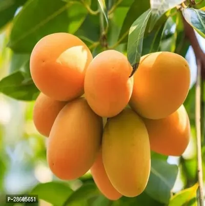 Platone Mango Plant LakshmanbhogGrafted Mango Plant.