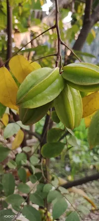 Platone Capsicum KAMRANGA PLANT-thumb1