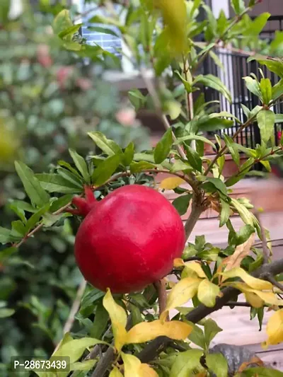 Platone Pomegranate Plant Alltime Pomegranate Fruit Plant A20