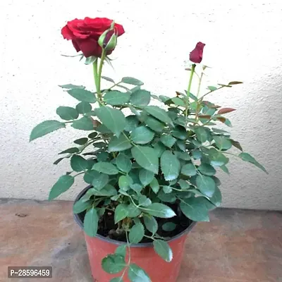 Platone Rose Plant red roseplant