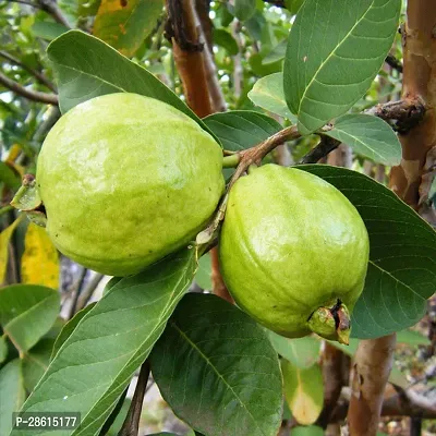 Platone Guava Plant Guava (04)-thumb0