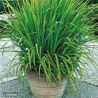 Platone Lemon Grass Plant DRLMGRASS14-thumb0