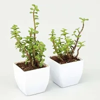 Platone Jade Plant Jade PlantWith Pot-thumb1