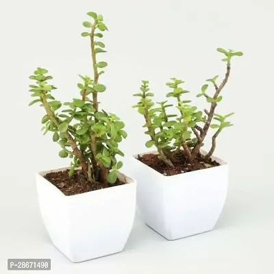 Platone Jade Plant Jade PlantWith Pot-thumb2