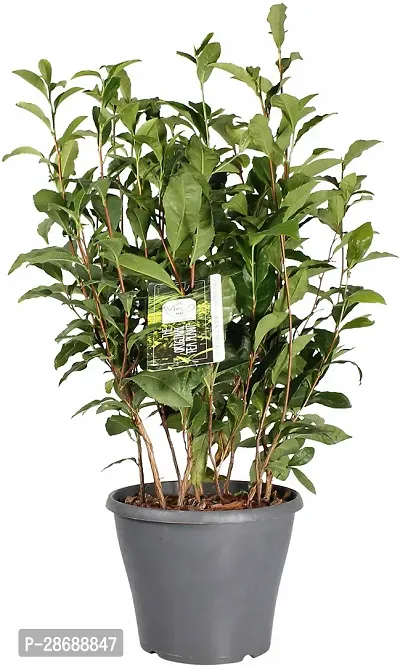 Platone Tea Plant eco world tea plant-thumb0