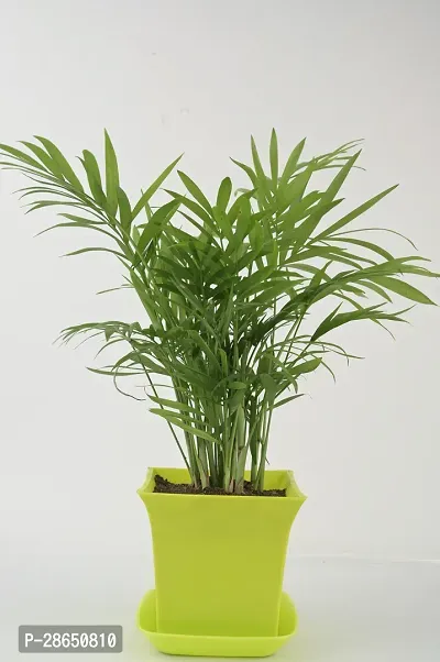 Platone Areca Palm chamaedorea plant with light green square pot-thumb0