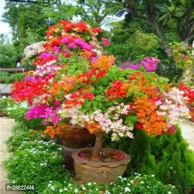 Platone Bougainvillea Plant Bougainvillea bv8-thumb0