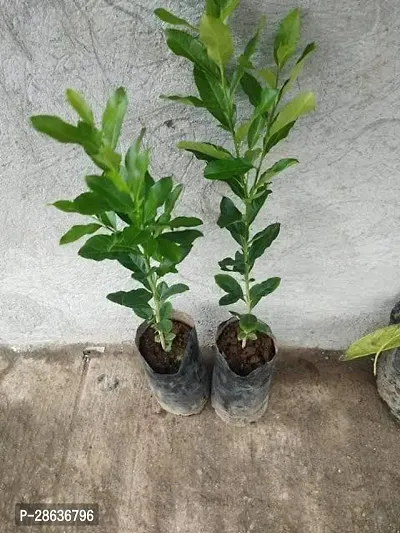 Platone Lemon Plant lyy111