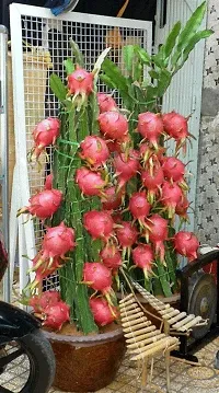 Platone Dragon Tree Dragon Fruit (red) Live Plant - Pack of 2-thumb1