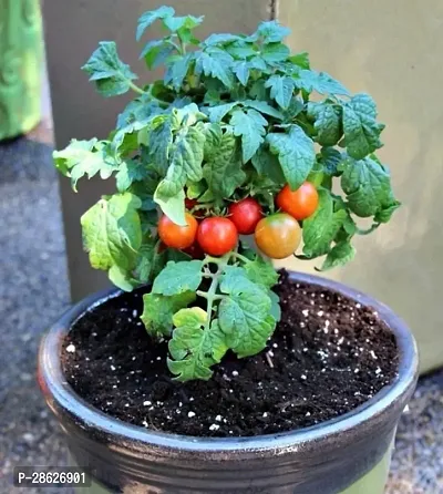 Platone Tomato Plant Hybrid tomato plant live