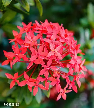 Platone Trothic IxoraChethi Plant Trothic Ixora Chethi Red Plant Live Flower Disha-99941-thumb0