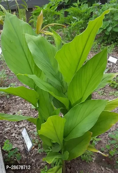 Platone Turmeric Plant GardensLive TurmericHaldi Medicinal Plants 1 Healthy Live Plant With Plastic Bags