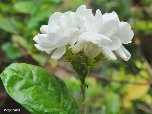 Platone Jasmine Plant Jasmine Flower Live PlantPG1-thumb0