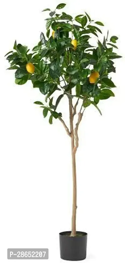 Platone Lemon Plant Grafted LemonNimbu